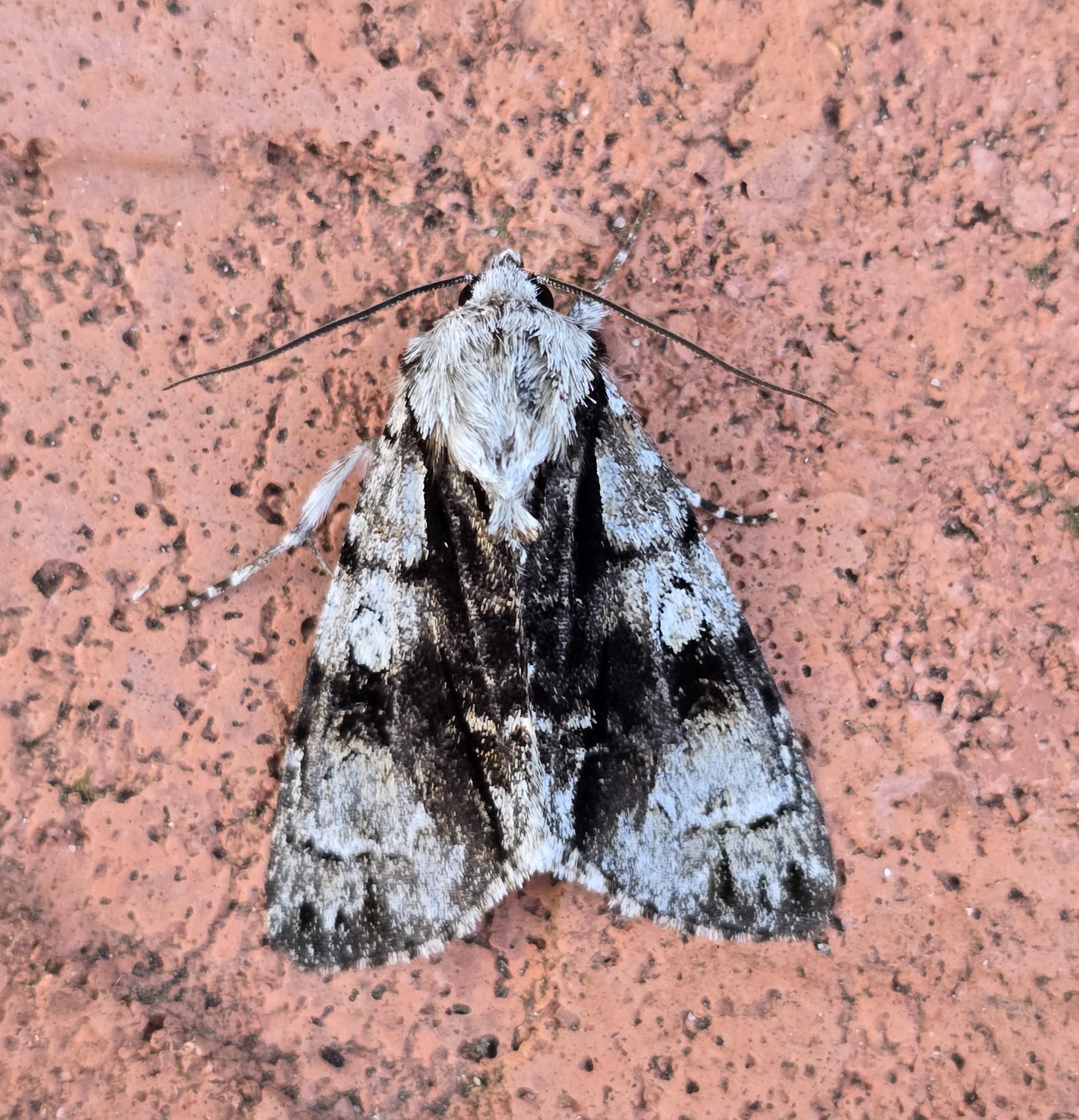 Photo of Alder Moth (Acronicta alni)